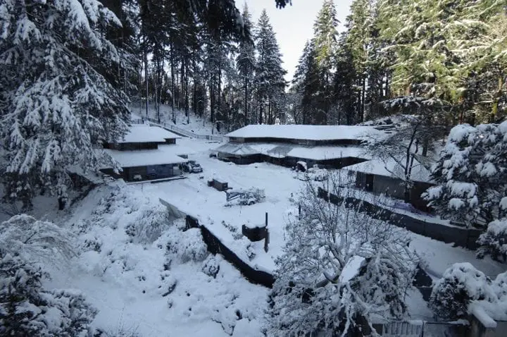 Snow-covered forest landscape with cabins and tall trees, creating a serene winter atmosphere.
